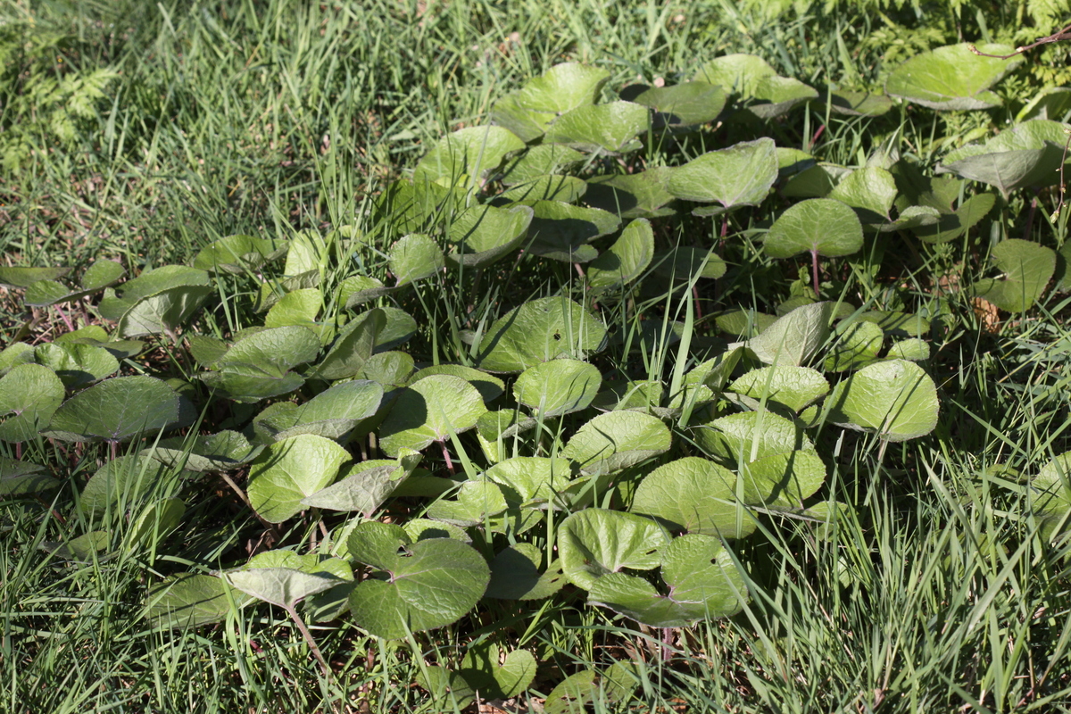 Petasites pyrenaicus (door Peter Meininger)