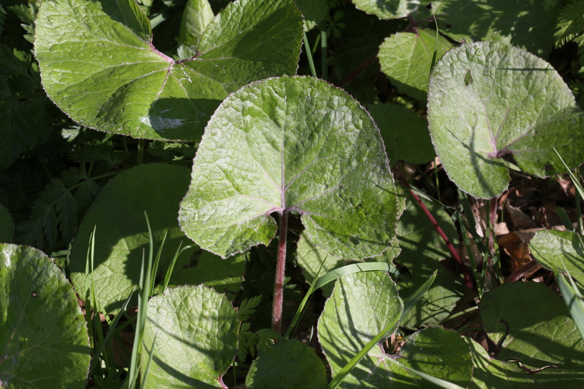 Petasites pyrenaicus (door Peter Meininger)