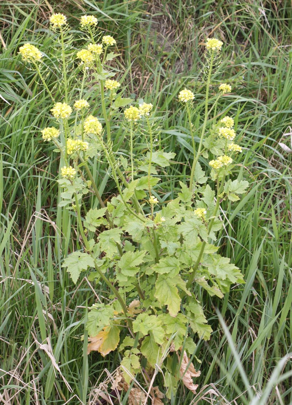 Sinapis alba (door Peter Meininger)