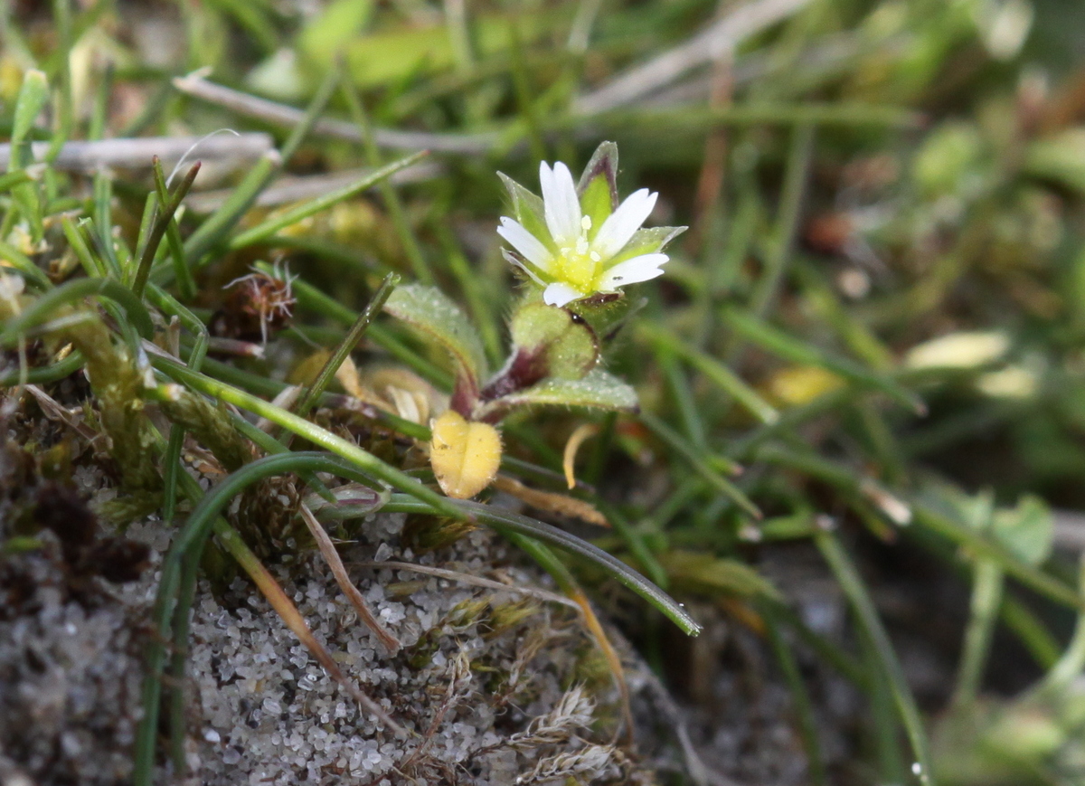 Cerastium semidecandrum (door Peter Meininger)