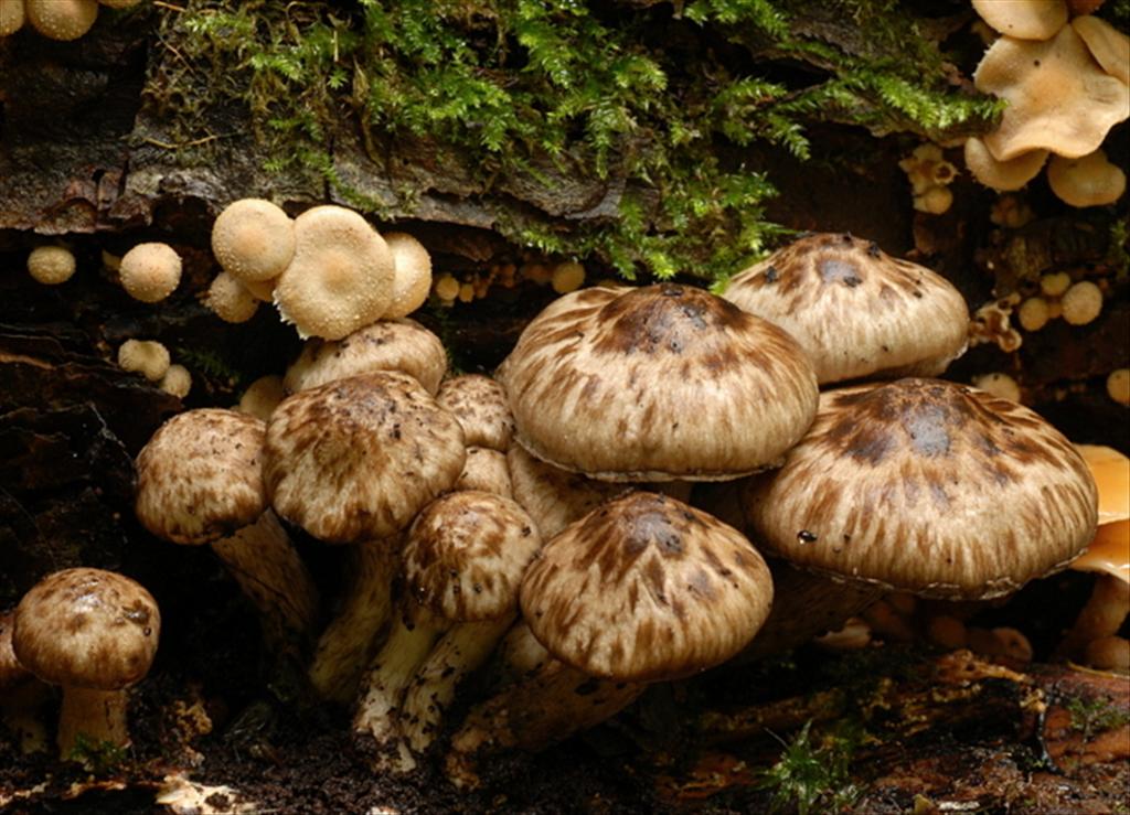 Psathyrella maculata (door Laurens van der Linde)