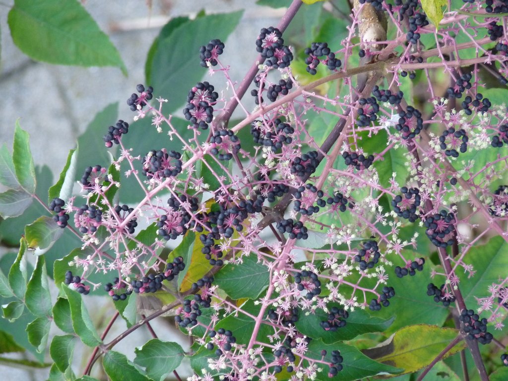 Aralia elata (door Willemien Troelstra)