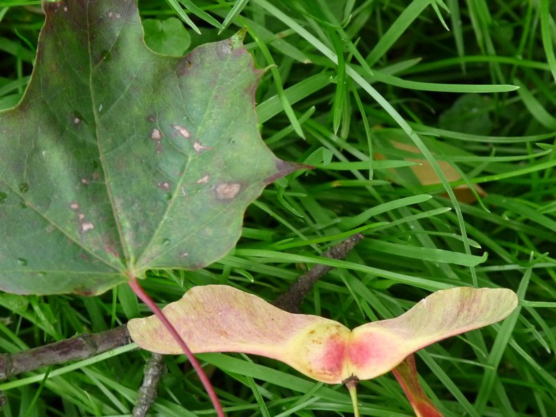 Acer platanoides (door Willemien Troelstra)
