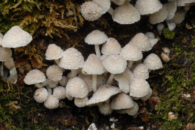 Psathyrella vestita (door Laurens van der Linde)