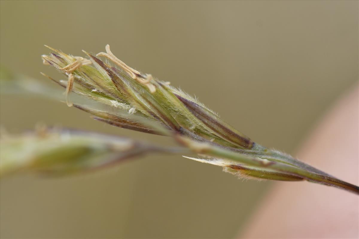 Festuca arenaria (door Mick Peerdeman)