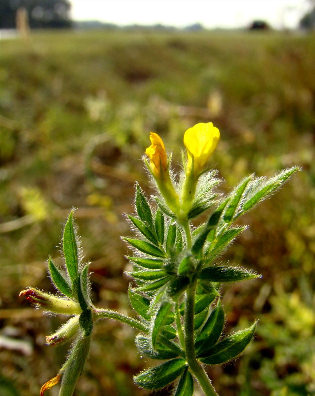 Ornithopus compressus (door Joop Verburg)