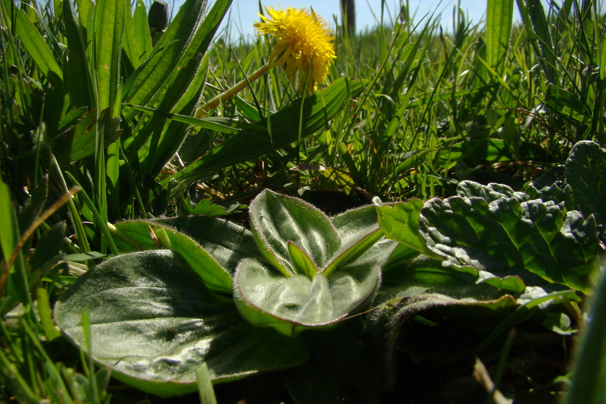 Plantago media (door Joop Verburg)