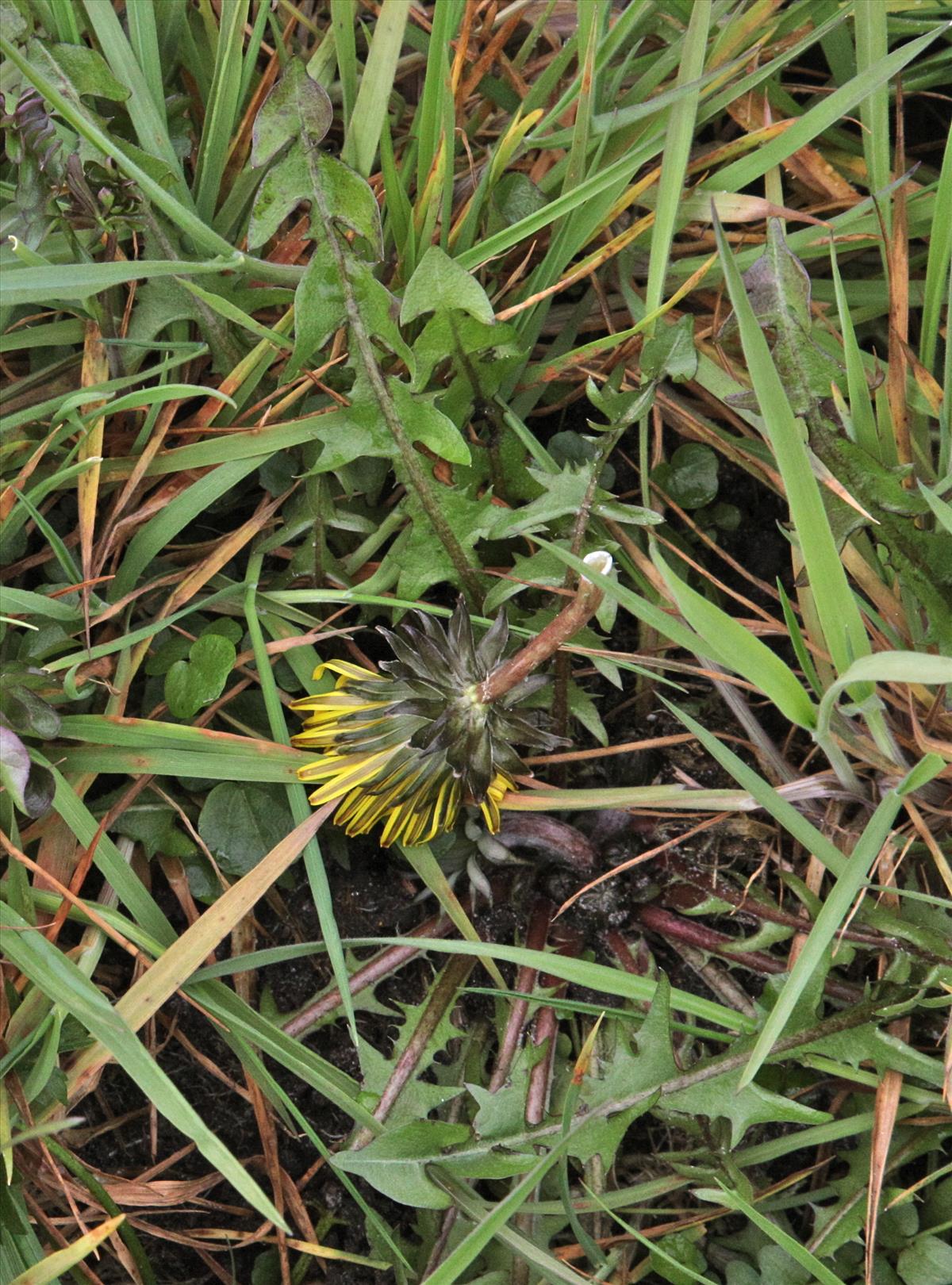 Taraxacum hamiferum (door Jelle J. Hofstra)