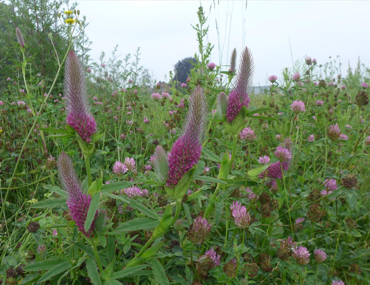 Trifolium rubens (door Jelle van Dijk)