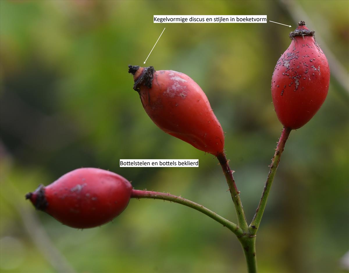 Rosa x timbalii (door Jan Klinckenberg)