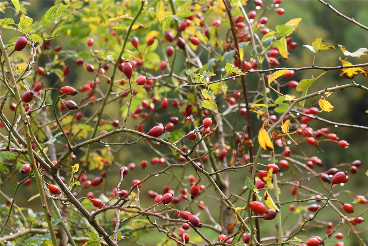 Rosa x timbalii (door Jan Klinckenberg)