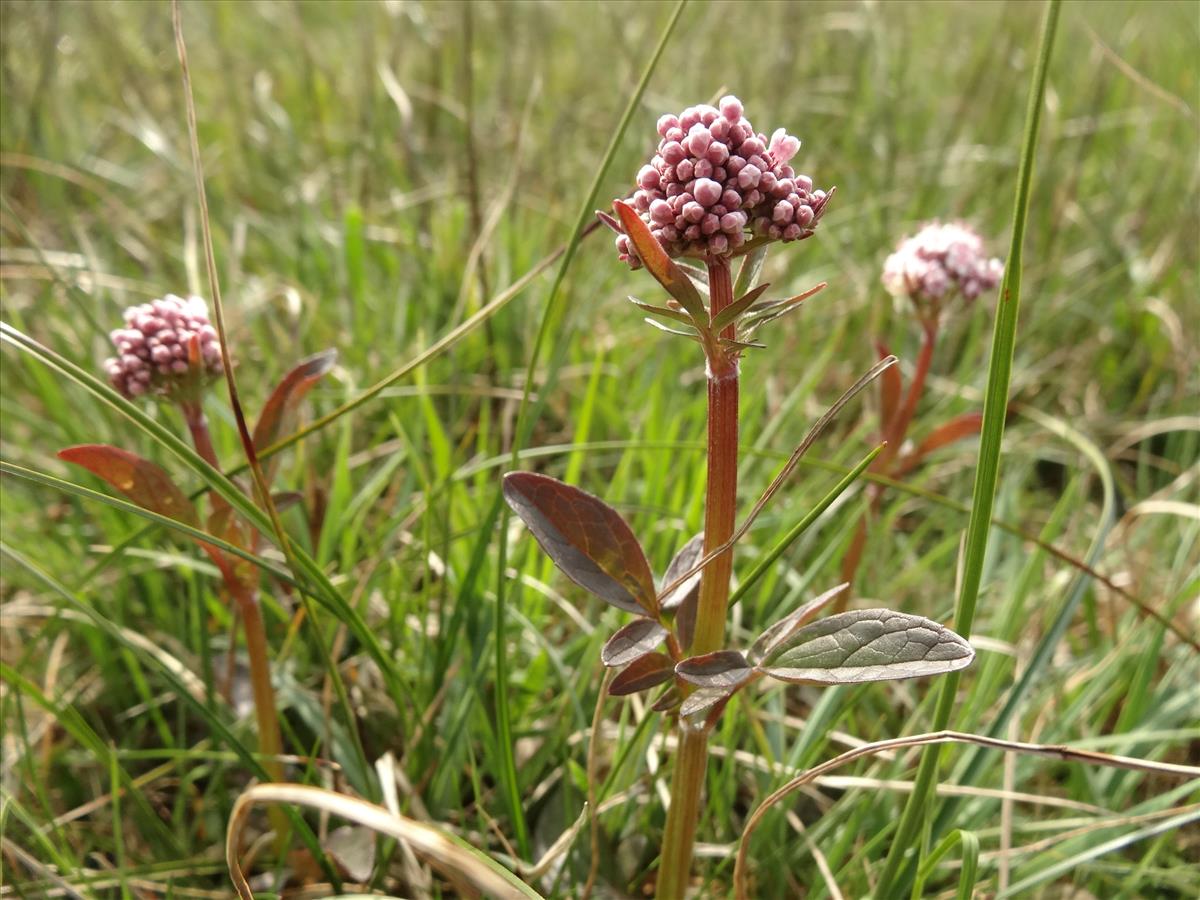 Valeriana dioica (door Jakob Hanenburg)