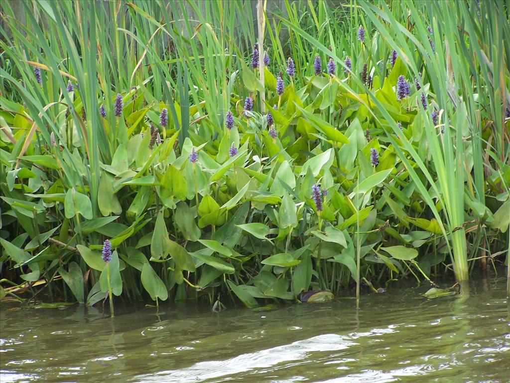 Pontederia cordata (door Edwin Dijkhuis)