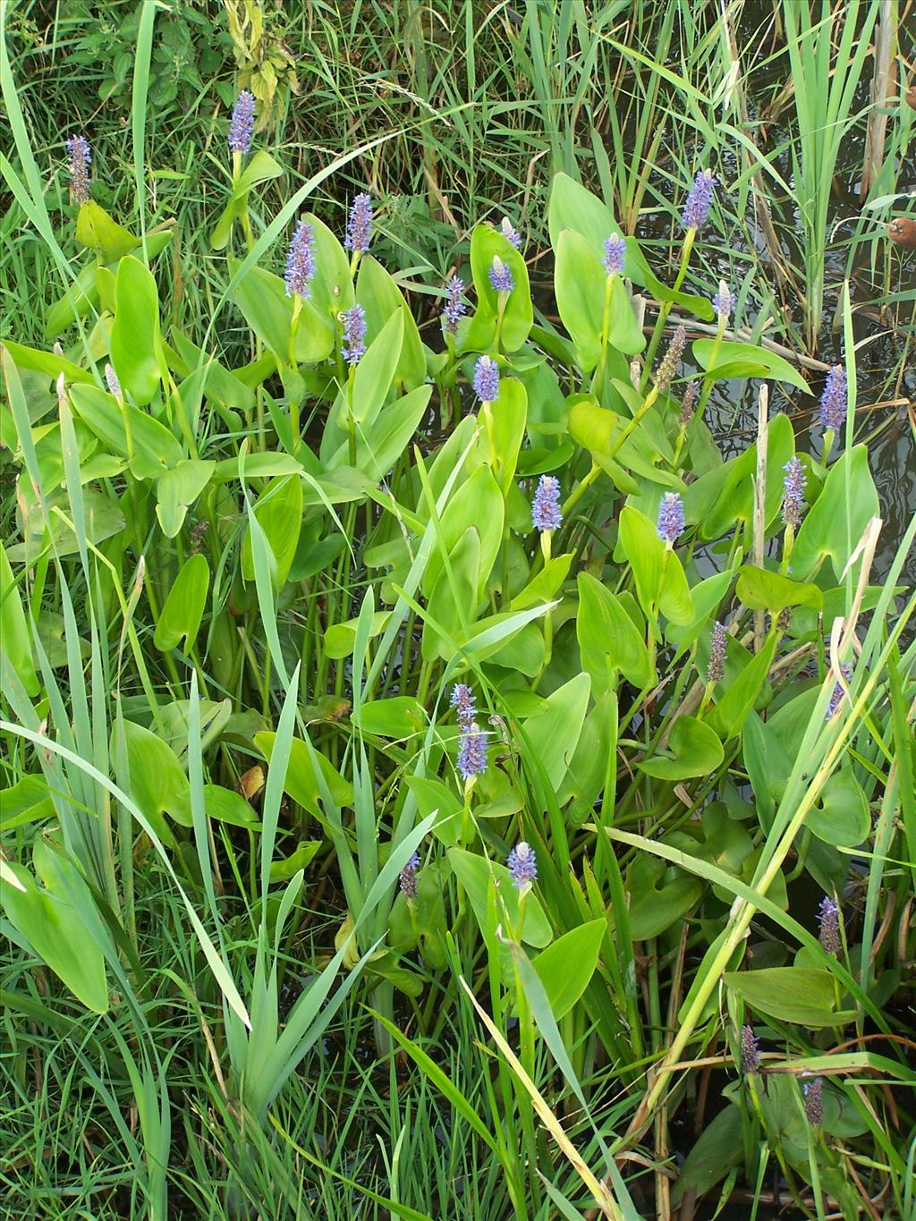 Pontederia cordata (door Edwin Dijkhuis)