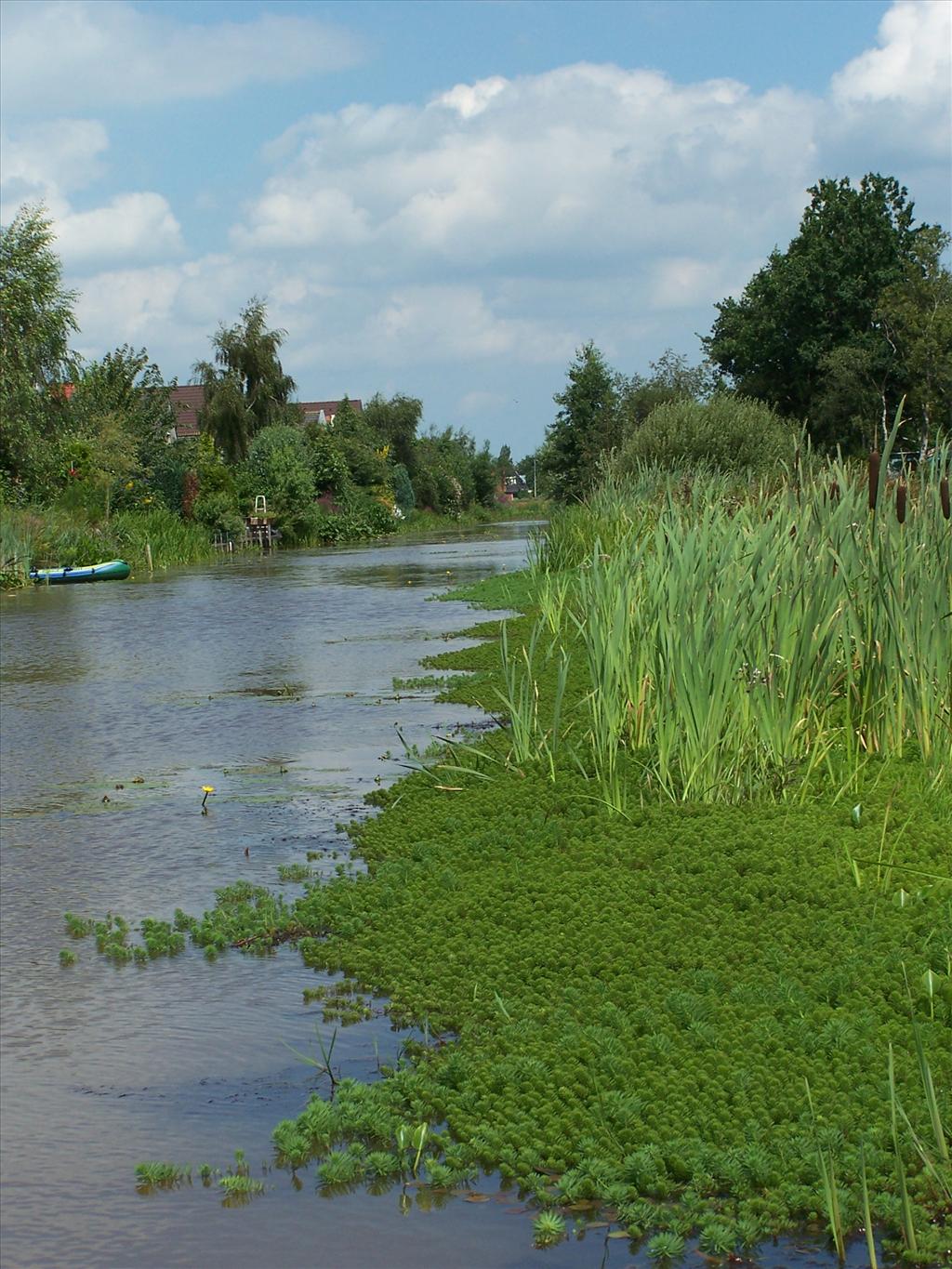 Myriophyllum aquaticum (door Edwin Dijkhuis)