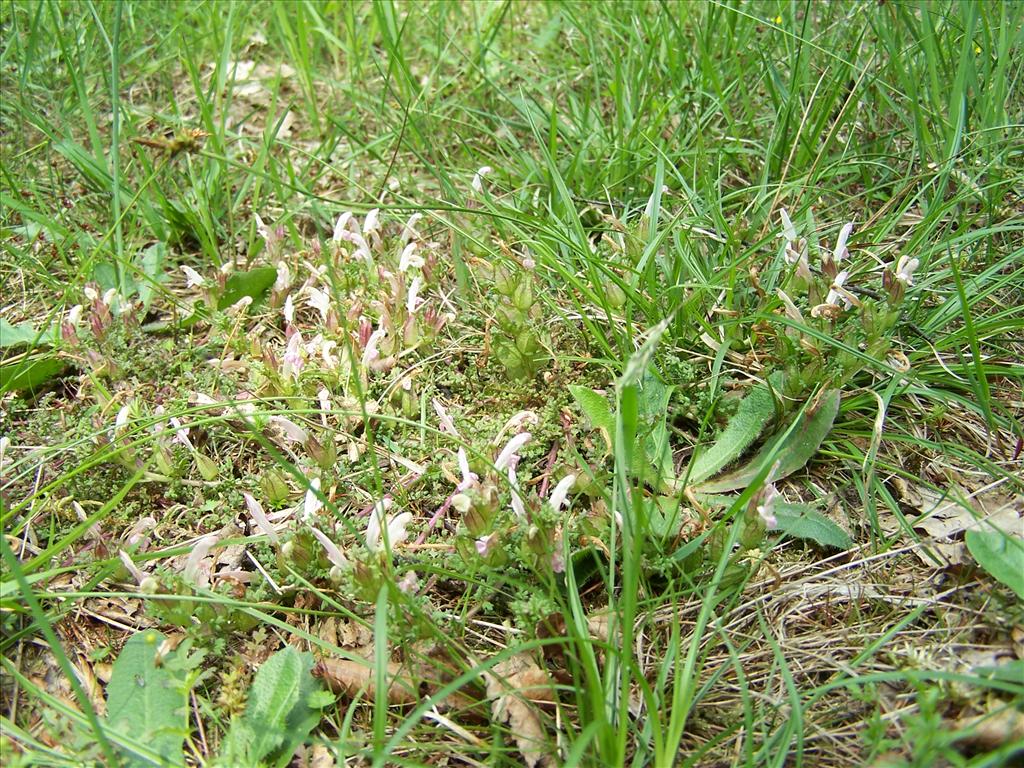 Pedicularis sylvatica (door Edwin Dijkhuis)