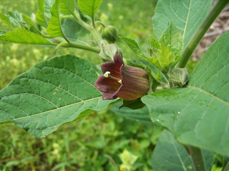 Atropa bella-donna (door Otto Zijlstra)