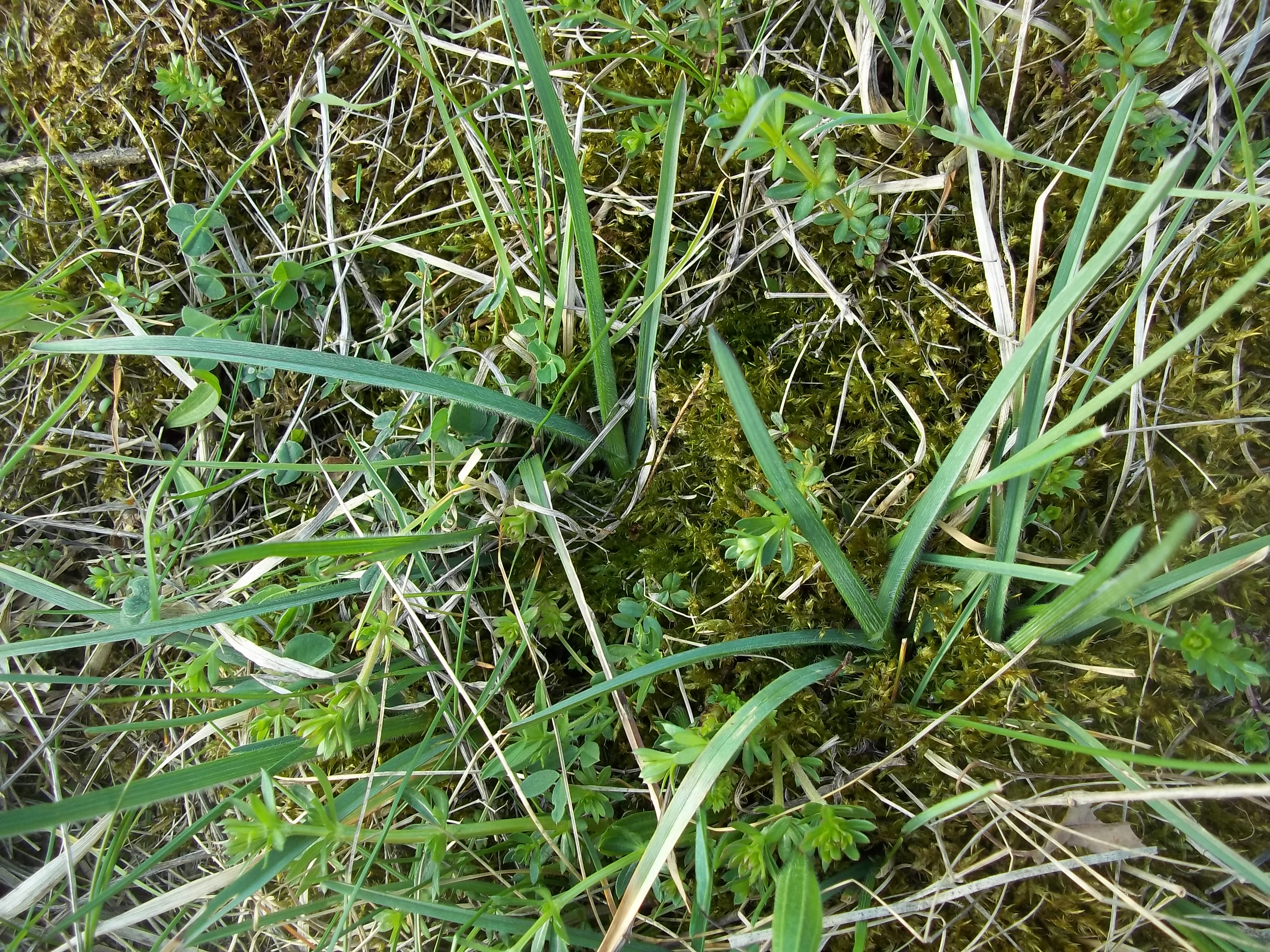 Avenula pubescens (door Tim van de Vondervoort)