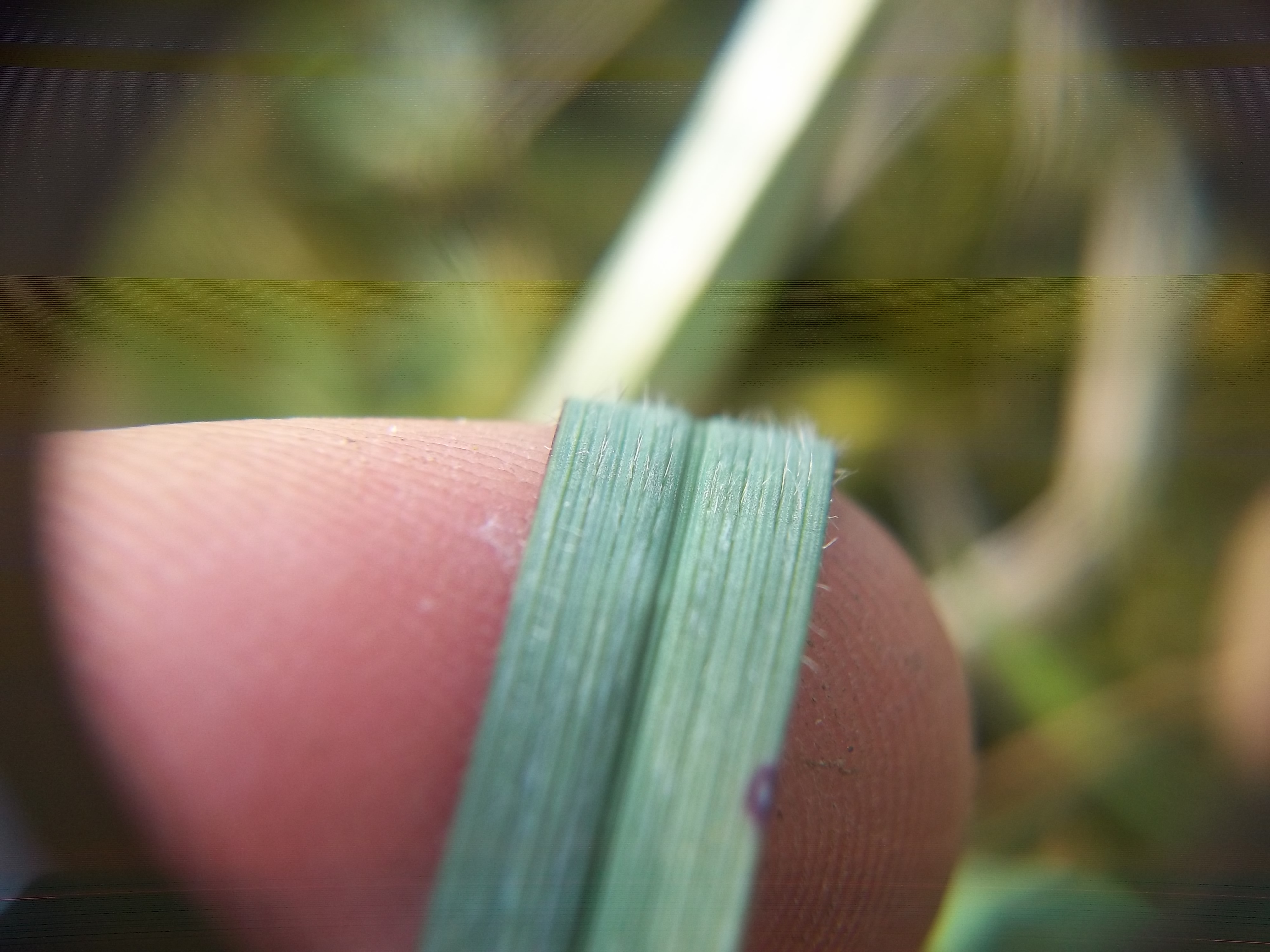 Avenula pubescens (door Tim van de Vondervoort)