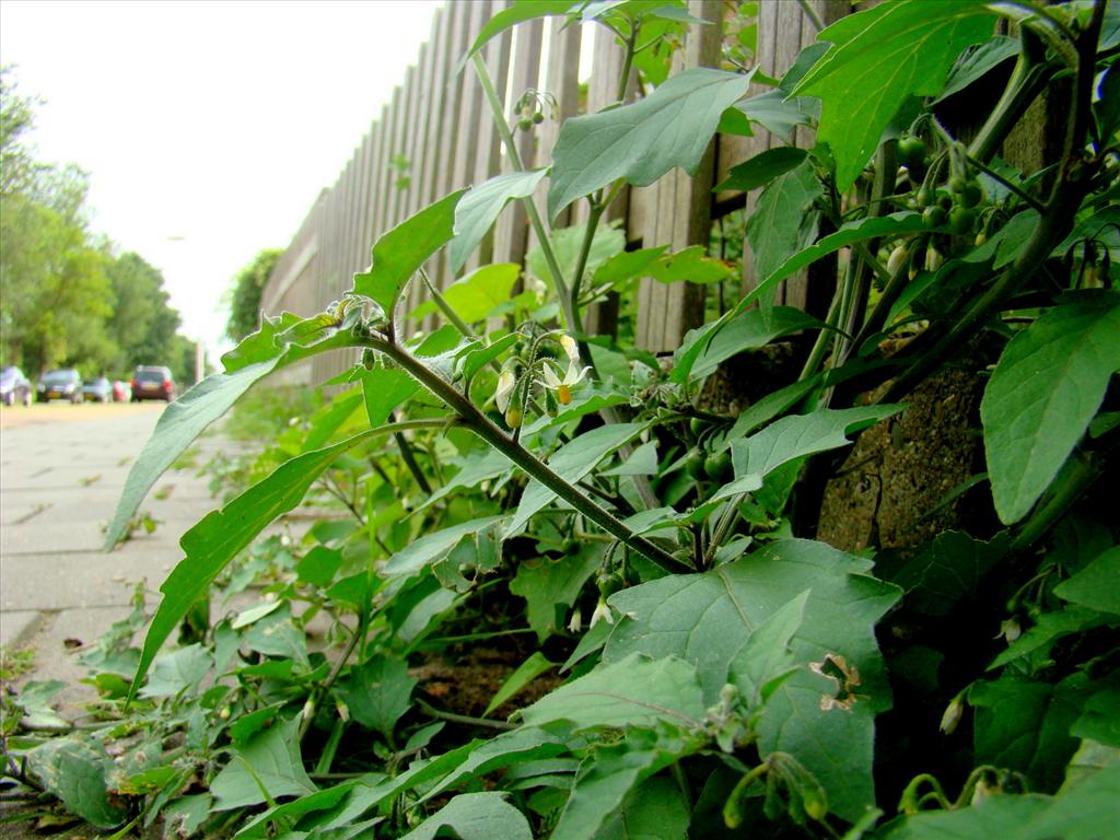 Solanum nigrum subsp. schultesii (door Joop Verburg)