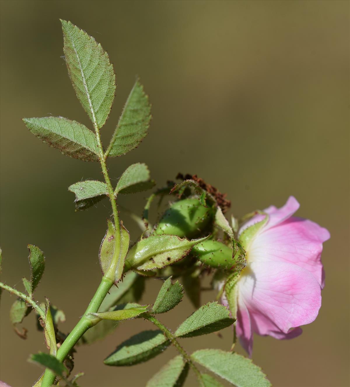 Rosa x bishopii (door Jan Klinckenberg)