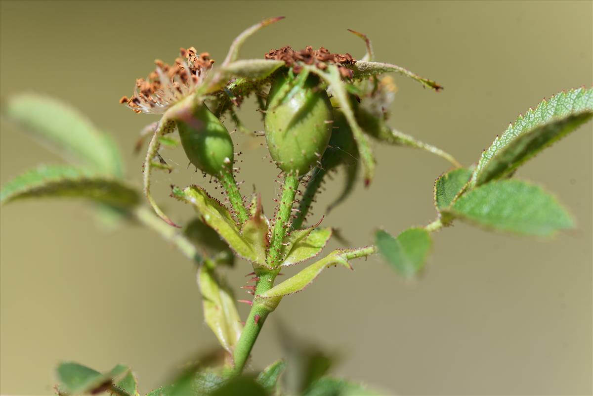 Rosa x bishopii (door Jan Klinckenberg)