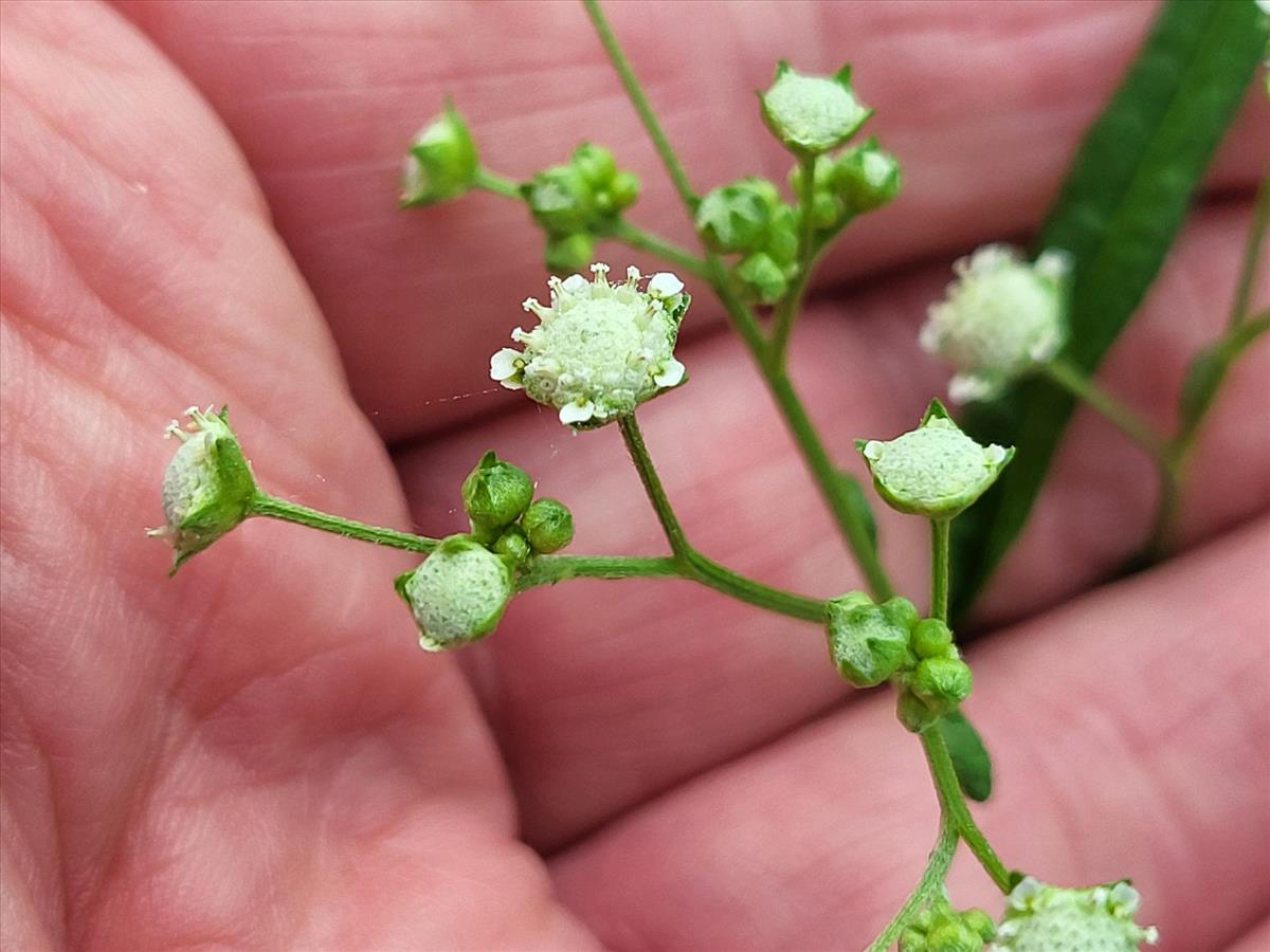 Parthenium hysterophorus (door Ad Sonnemans)