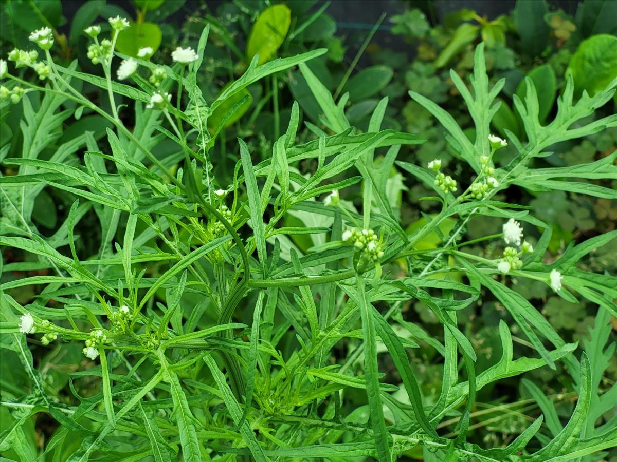 Parthenium hysterophorus (door Ad Sonnemans)