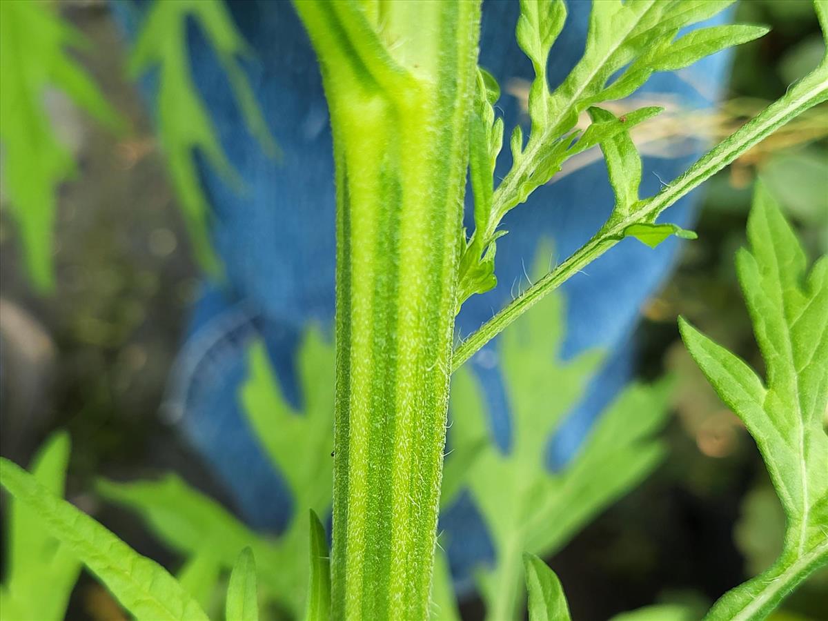 Parthenium hysterophorus (door Ad Sonnemans)