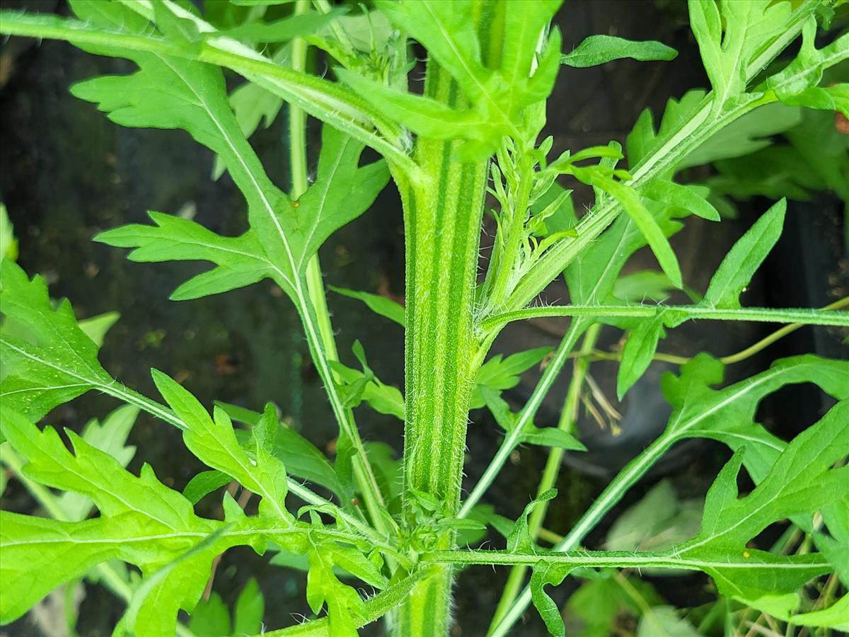 Parthenium hysterophorus (door Ad Sonnemans)