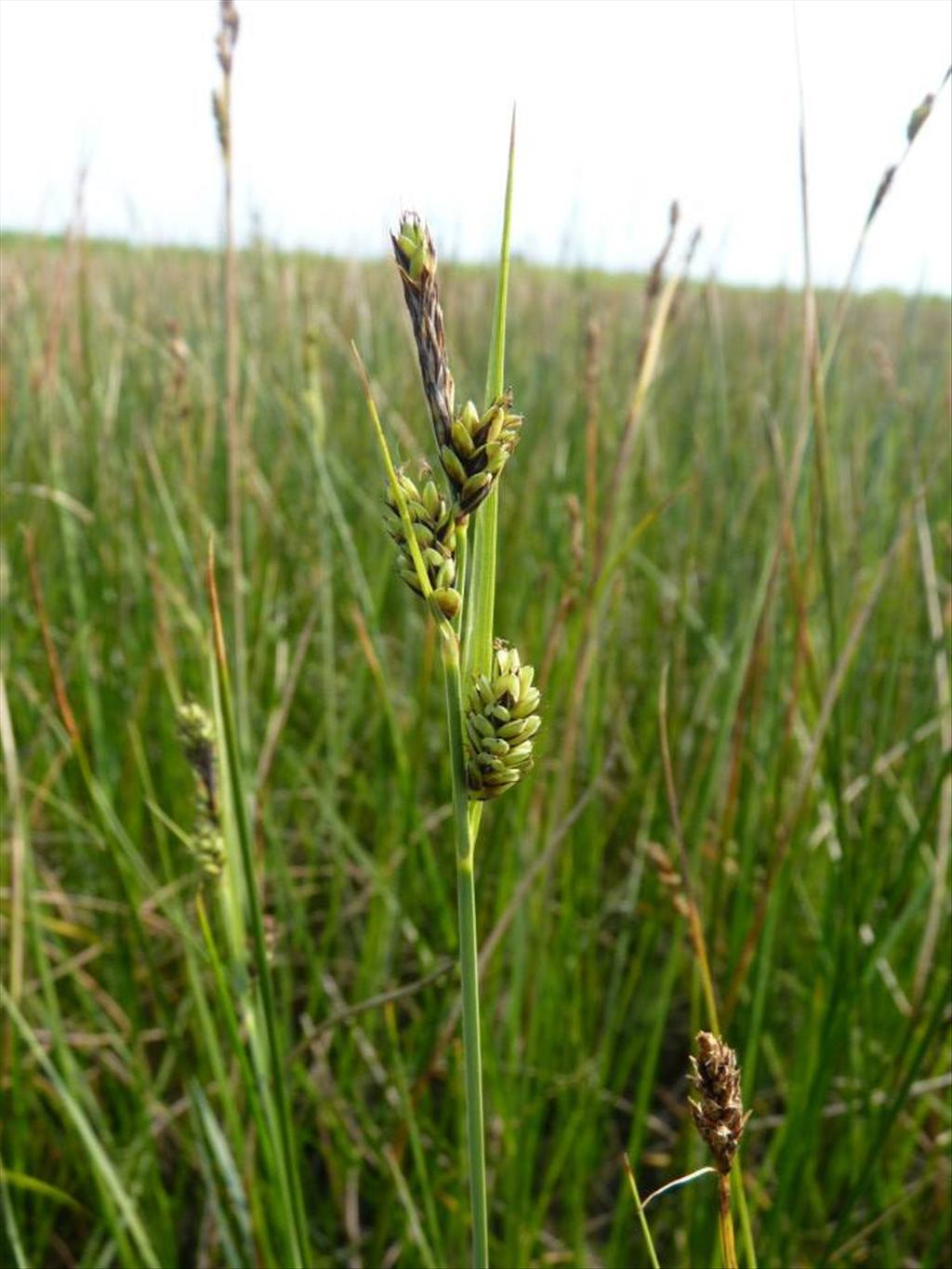 Carex buxbaumii (door Nelleke Cornips)