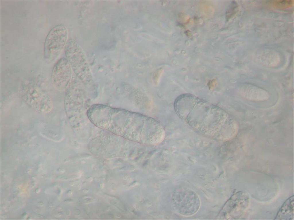 Enchylium bachmanianum (door André Aptroot)