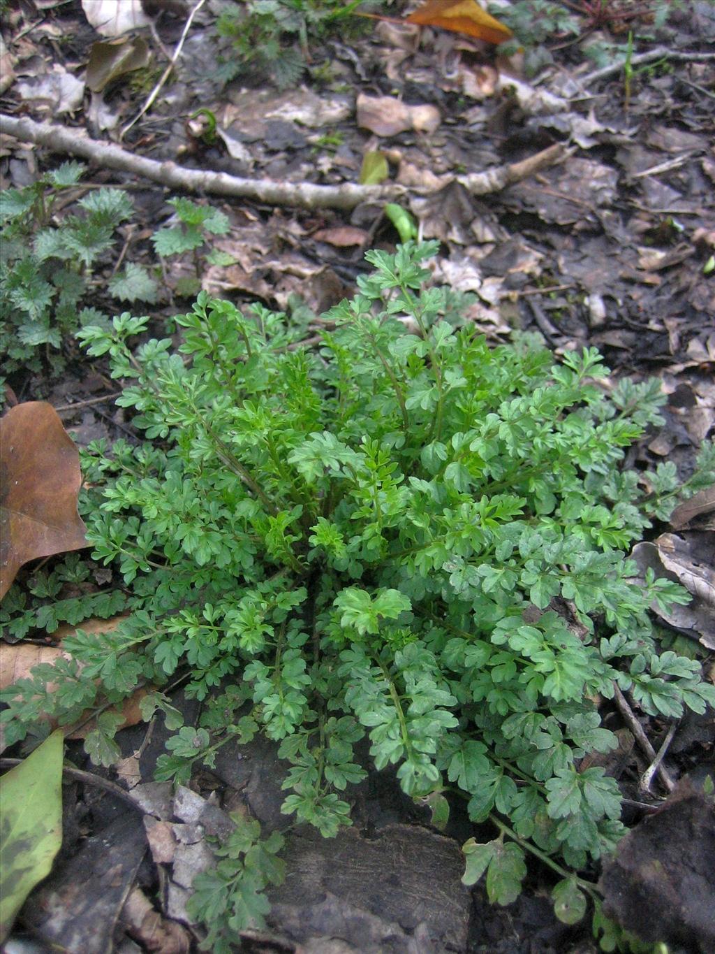 Cardamine impatiens (door Marian Baars)