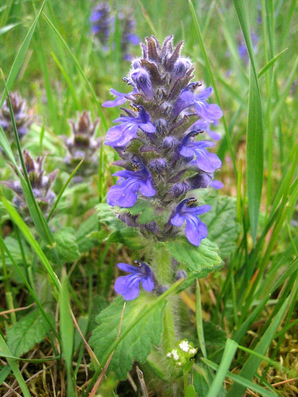 Ajuga genevensis (door Marian Baars)