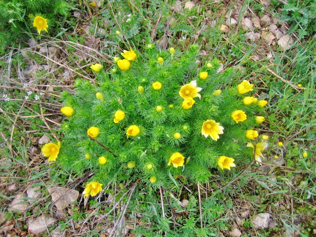 Adonis vernalis (door Marian Baars)