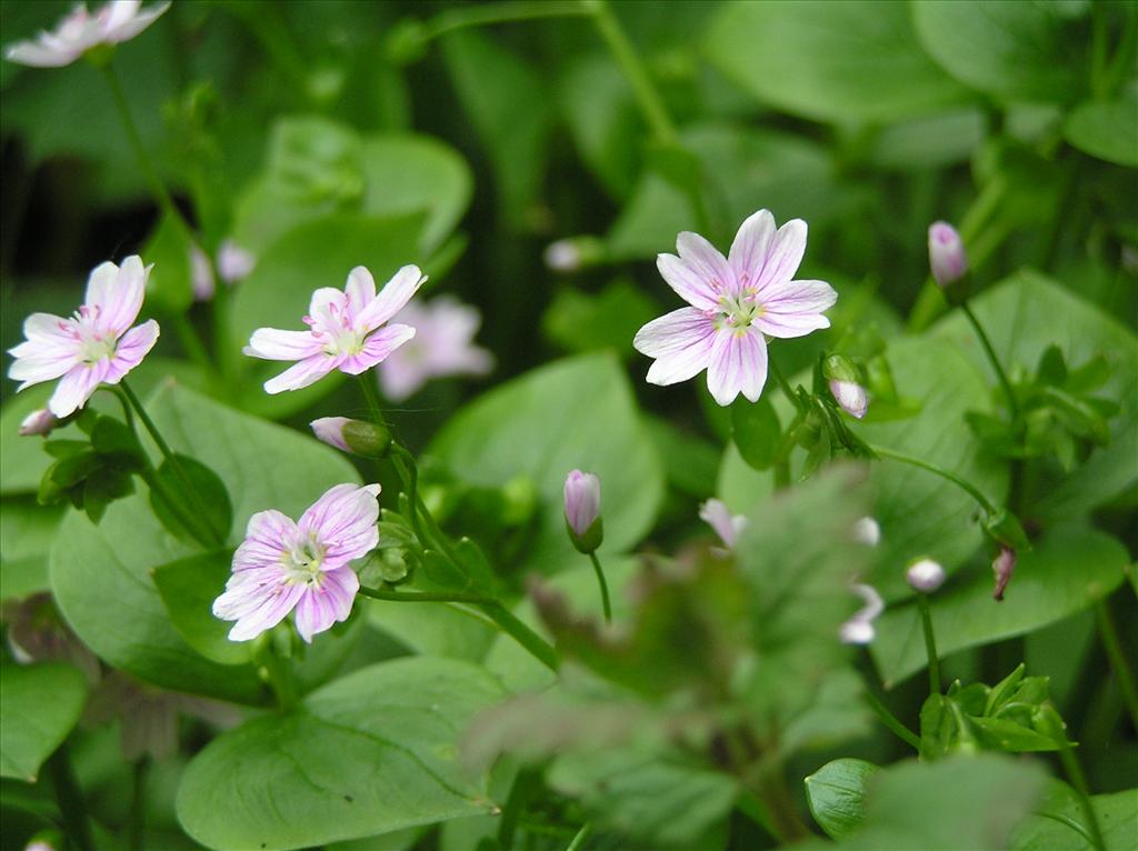 Claytonia sibirica (door Frank van Gessele)