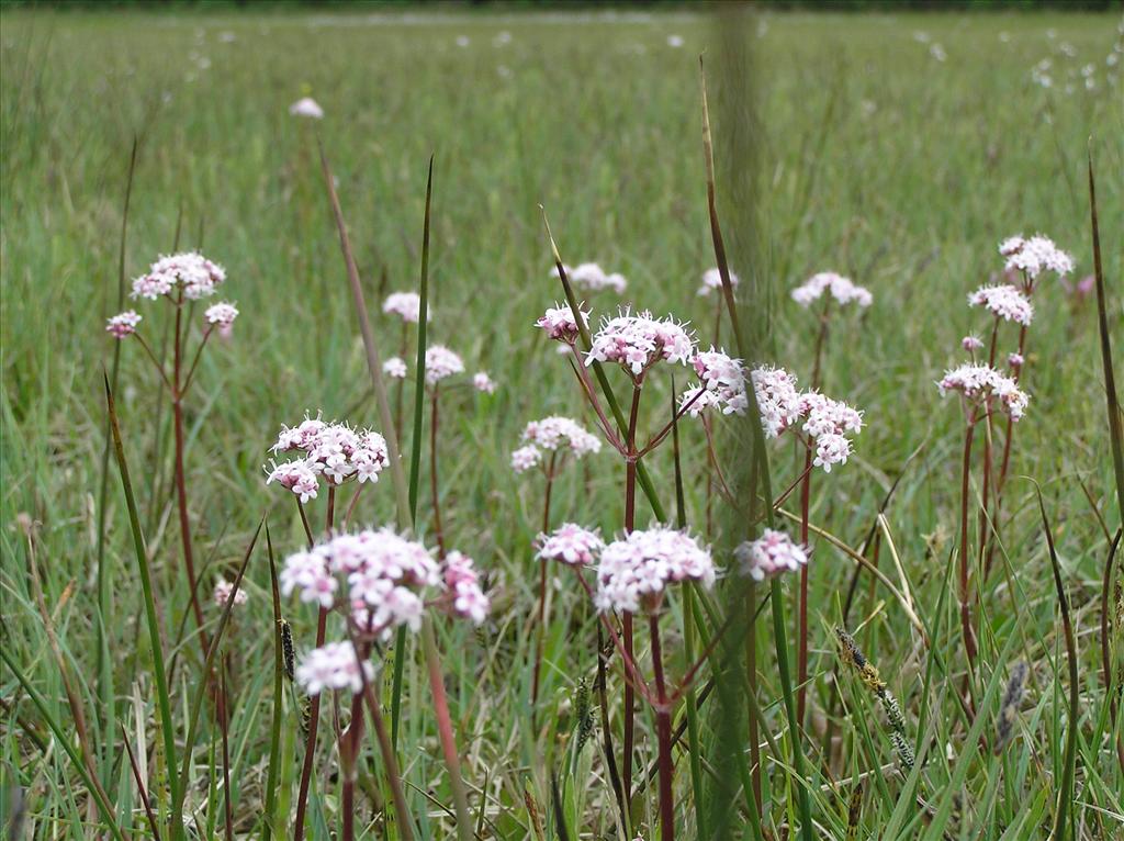 Valeriana dioica (door Frank van Gessele)