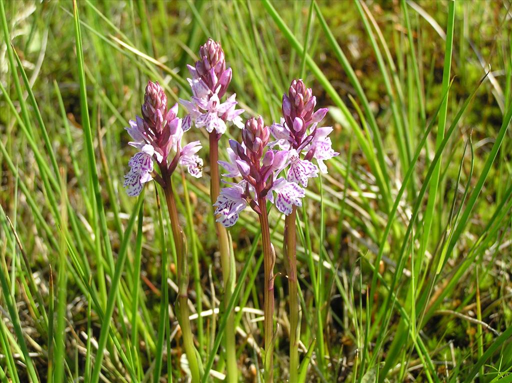 Dactylorhiza maculata (door Frank van Gessele)