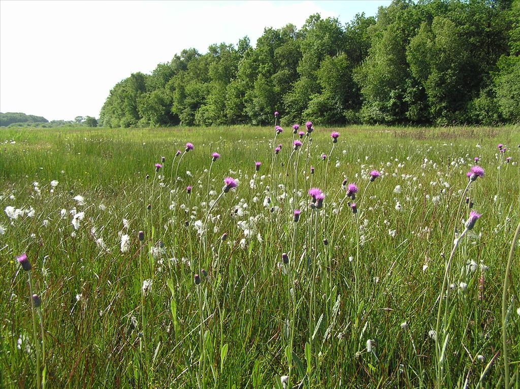 Cirsium dissectum (door Frank van Gessele)