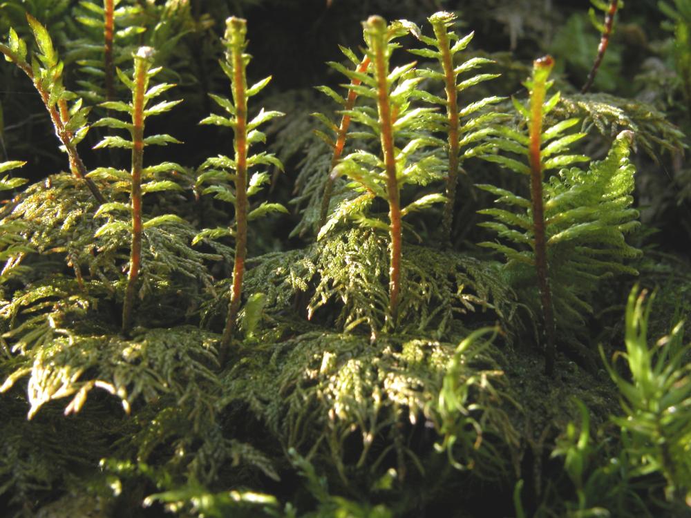 Hylocomium splendens (door Dick Haaksma)