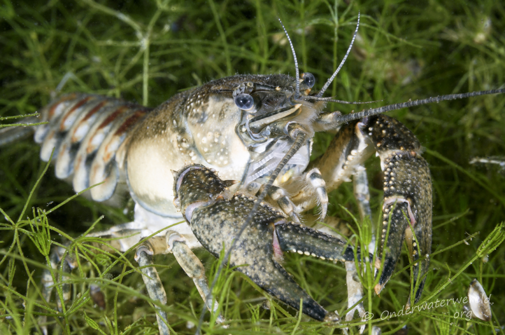 Orconectes limosus (door Silvia Waajen)