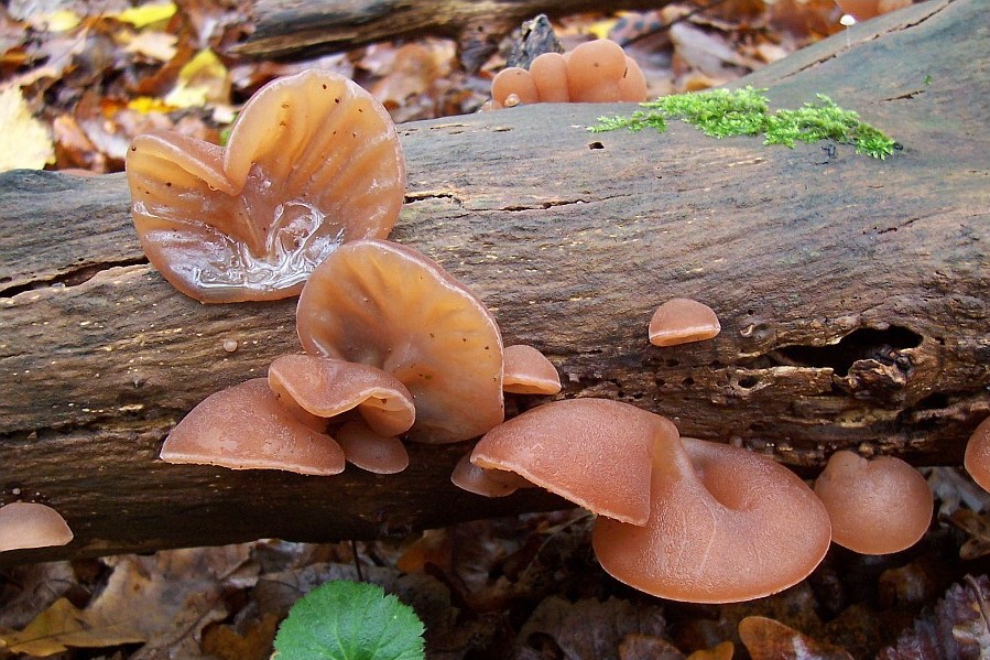 Auricularia auricula-judae (door Esther Admiraal)