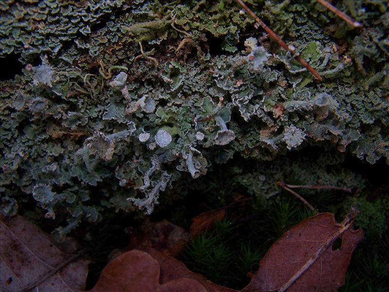 Cladonia digitata (door Peter Kroon)