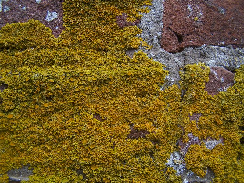 Xanthoria calcicola (door Peter Kroon)