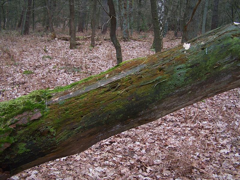 Nowellia curvifolia (door Peter Kroon)