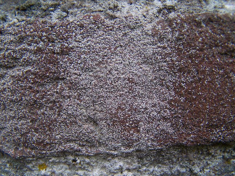 Lecanora antiqua (door Peter Kroon)