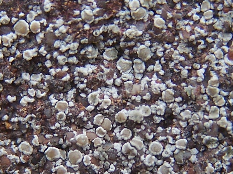 Lecanora antiqua (door Peter Kroon)