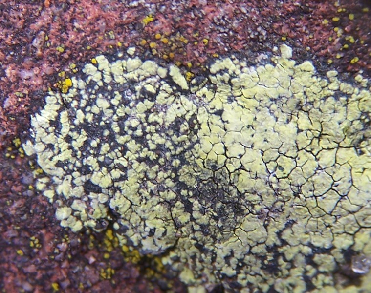 Rhizocarpon geographicum (door Peter Kroon)