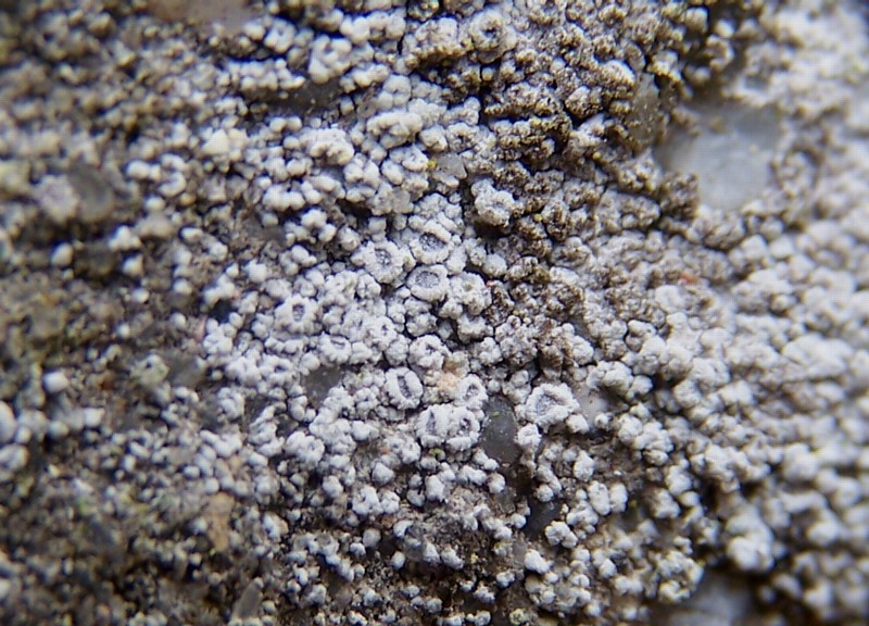 Lecanora crenulata (door Peter Kroon)