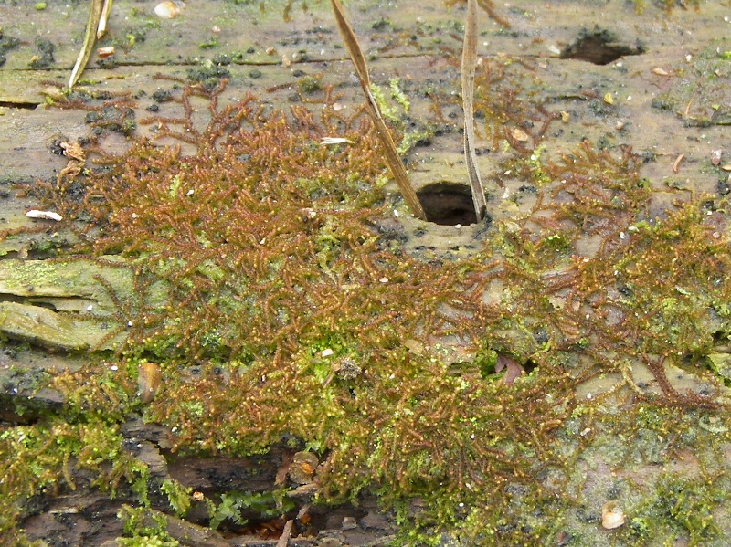 Nowellia curvifolia (door Peter Kroon)